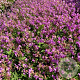Geranium cant. 'Cambridge' GM 2,0L