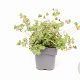 Geranium sang. 'Max Frei' GM 2,0L