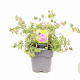 Geranium sang. 'Max Frei' GM 2,0L