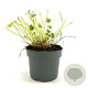 Geranium Dreamland GM 2,0L