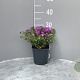 Geranium sang. 'Max Frei' GM 2,0L