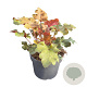 Heuchera 'Marmalade' GM 2,0L