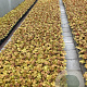 Heuchera 'Marmalade' GM 2,0L