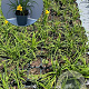 Hemerocallis 'Stella de Oro' GM 2,0L