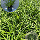 Hemerocallis 'Sammy Russell' GM 2,0L