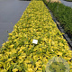 Hosta 'August Moon' GM 2,0L