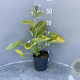 Hosta 'August Moon' GM 2,0L