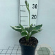 Hosta 'Francee' GM 2,0L