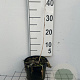 Hosta 'Francee' GM 2,0L