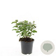 Hypericum calycinum GM C1.5