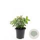 Hypericum calycinum GM C1.5