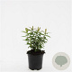Hypericum calycinum GM C1.5