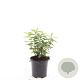Hypericum calycinum GM C1.5