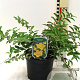 Hypericum moserianum GM C1.5