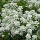Iberis semp. 'Schneeflocke' GM 2,0L