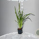 Iris ensata GM 2,0L