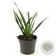 Iris foetidissima GM 2,0L