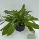 Knautia macedonica GM 2,0L