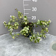 Lamium mac. 'White Nancy' GM 2,0L