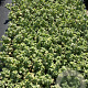 Lamium mac. 'White Nancy' GM 2,0L