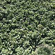Lamium mac. 'White Nancy' GM 2,0L