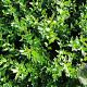 Ligustrum vulg. 'Liga' 60-80 cm 12L overjarig
