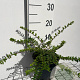 Lonicera nit. 'Maigrün' GM 2,0L