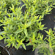 Lythrum sal. 'Robert' GM 2,0L