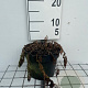 Matteuccia struthiopteris GM 2,0L