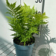 Matteuccia struthiopteris GM 2,0L