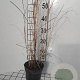 Miscanthus sin. 'Gracillimus' GM 2,0L