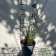 Miscanthus sin. 'Gracillimus' GM 2,0L