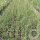 Molinia caerulea 'Edith Dudszus' GM 2,0L