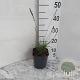 Molinia caerulea 'Edith Dudszus' GM 2,0L