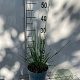 Molinia caerulea 'Heidebraut' GM 2,0L