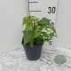 Monarda 'Cambridge Scarlet' GM 2,0L