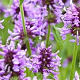 Nepeta nervosa GM 2,0L