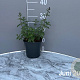 Nepeta 'Walker's Low' GM 2,0L