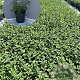 Nepeta 'Walker's Low' GM 2,0L