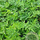 Osmunda regalis GM 2,0L