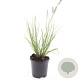 Pennisetum al. 'Hameln' GM C1.5