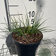 Pennisetum al. 'Little Bunny' GM 2,0L