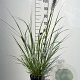 Pennisetum al. 'Redhead' GM 2,0L