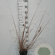 Pennisetum al. 'Redhead' GM 2,0L