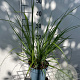 Pennisetum al. 'Redhead' GM 2,0L