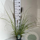 Pennisetum al. 'Redhead' GM 2,0L