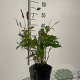 Persicaria a. 'Speciosa' GM 2,0L