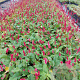 Persicaria a. 'Speciosa' GM 2,0L