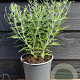 Perovskia 'Blue Spire' GM 2,0L