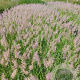 Pennisetum orientale GM 2,0L